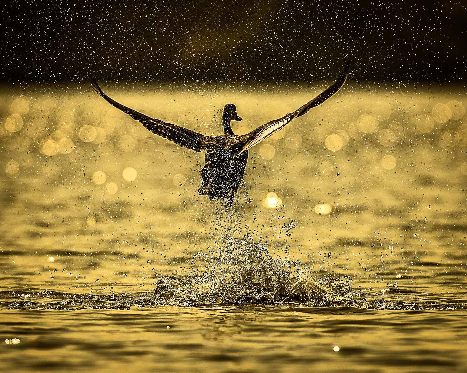 A Golden Splash