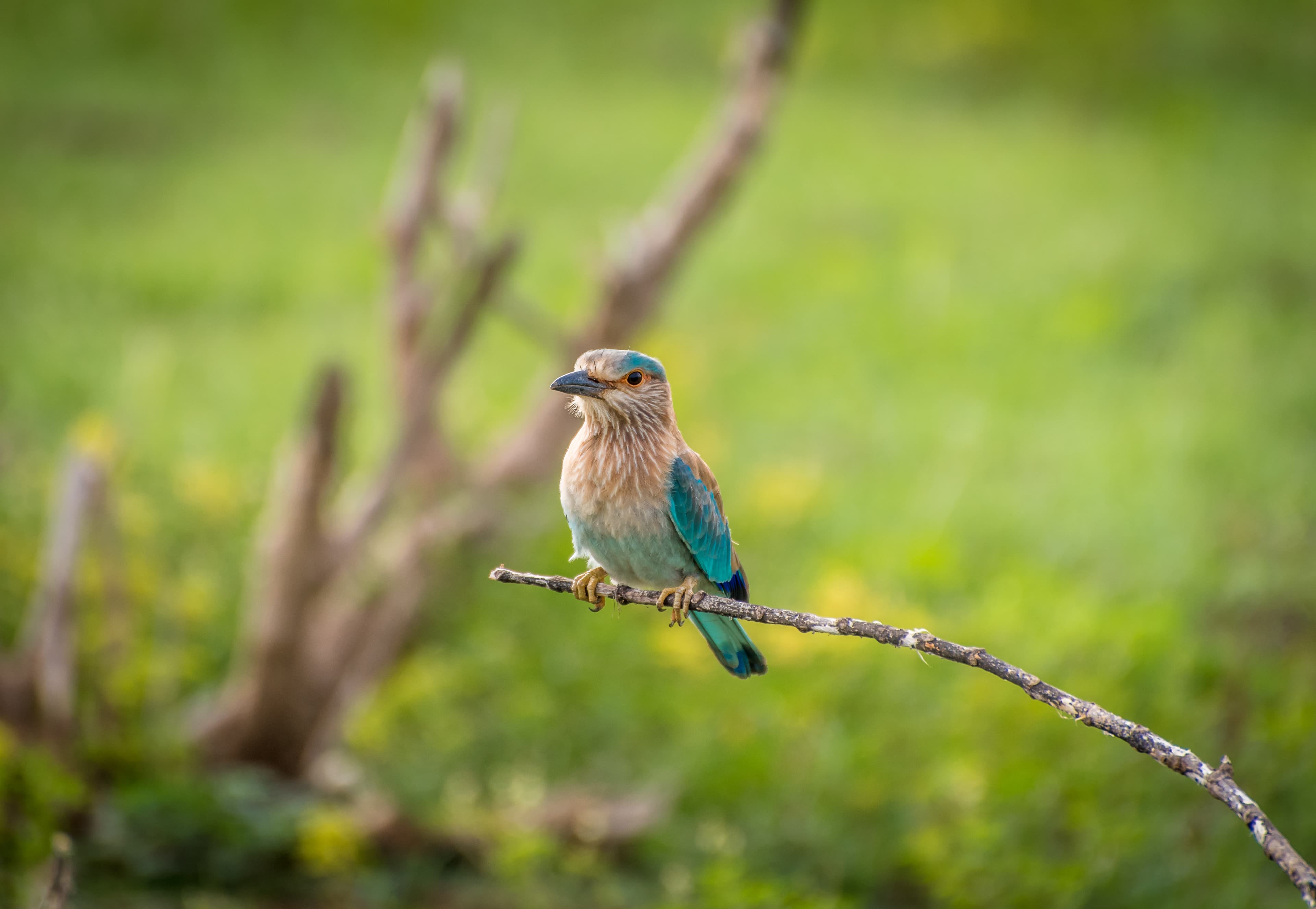 Roller on a Twig