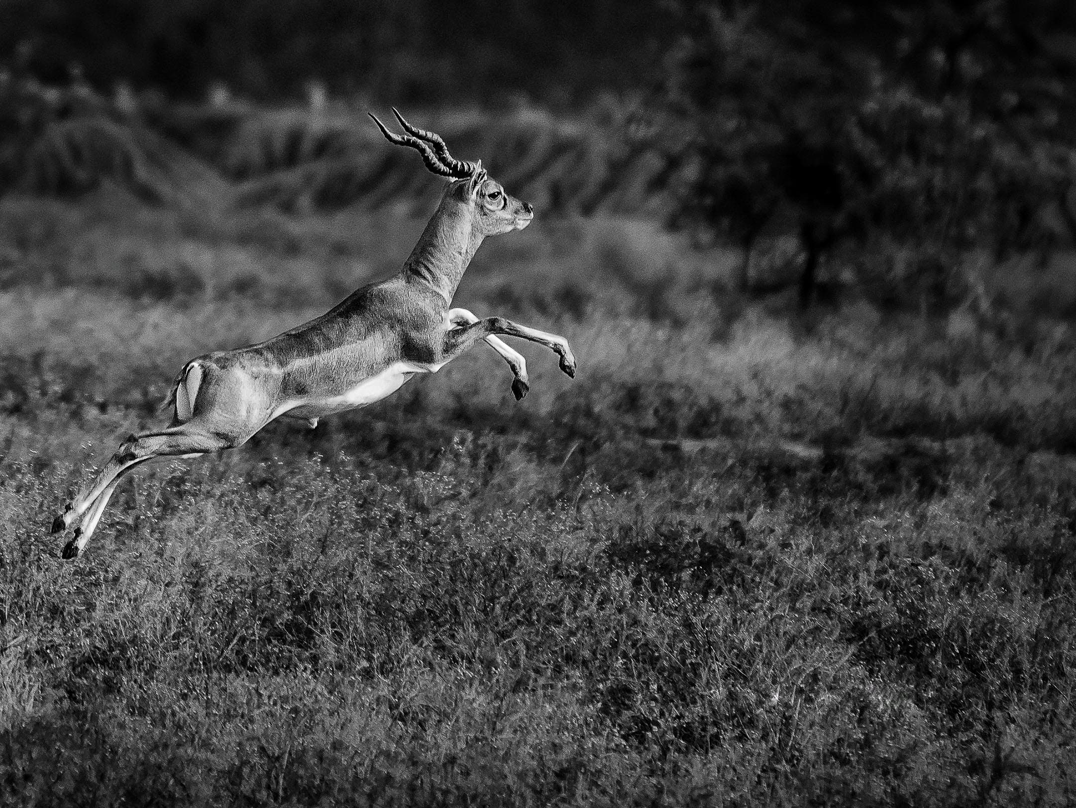A Leap