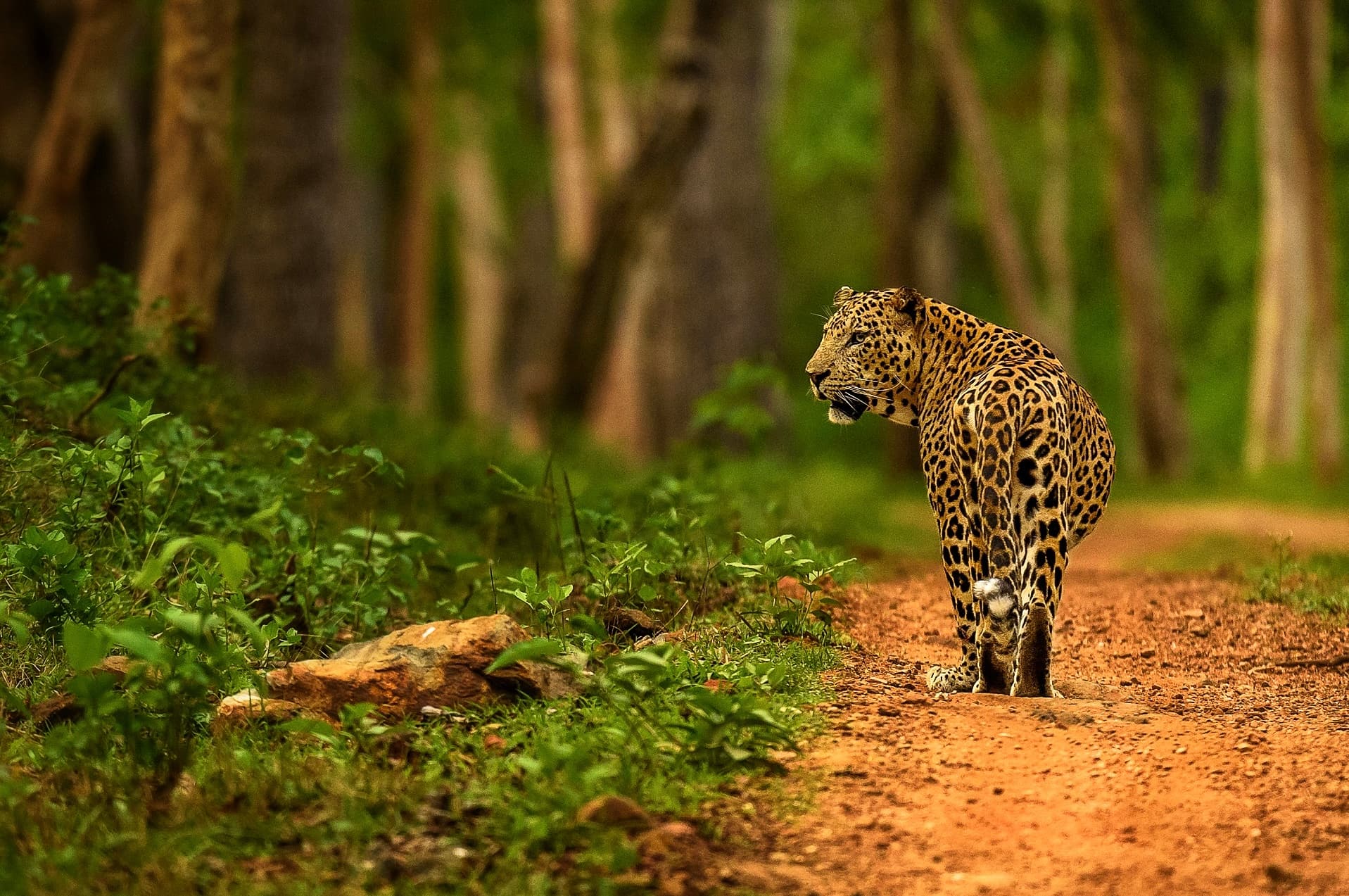 A Legend on the Prowl