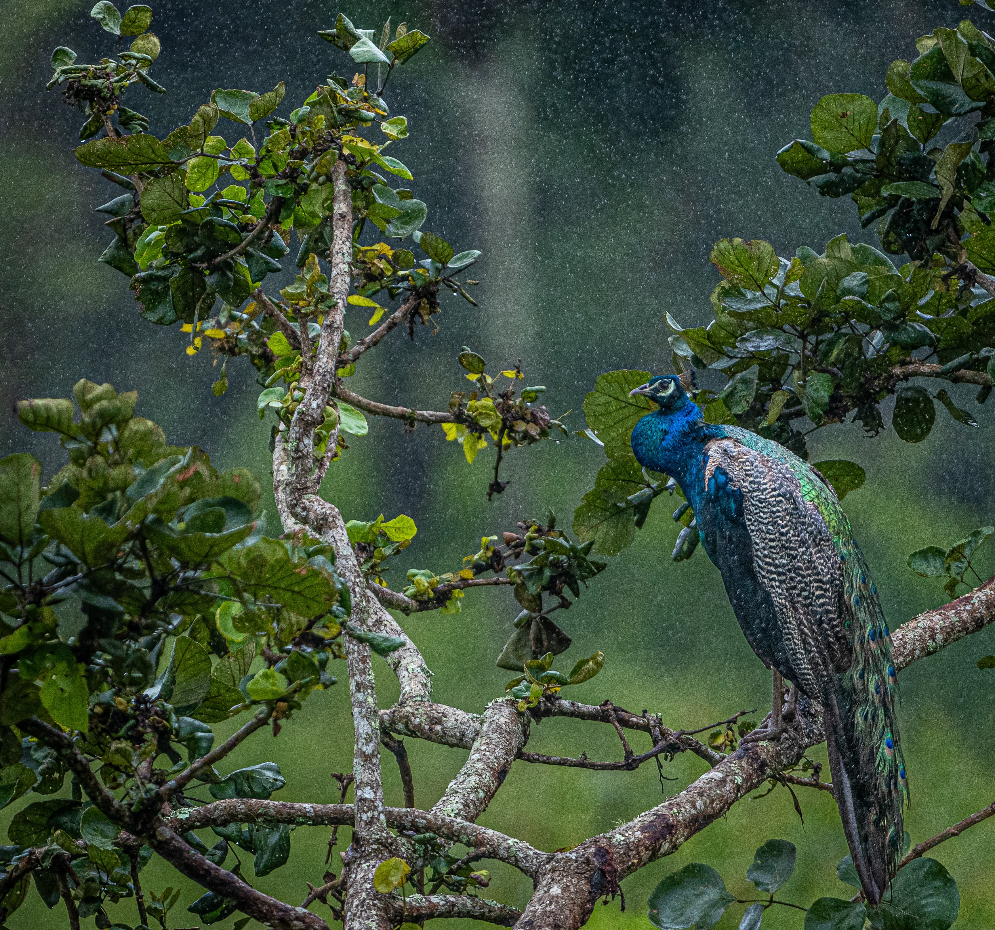 A Rain Song