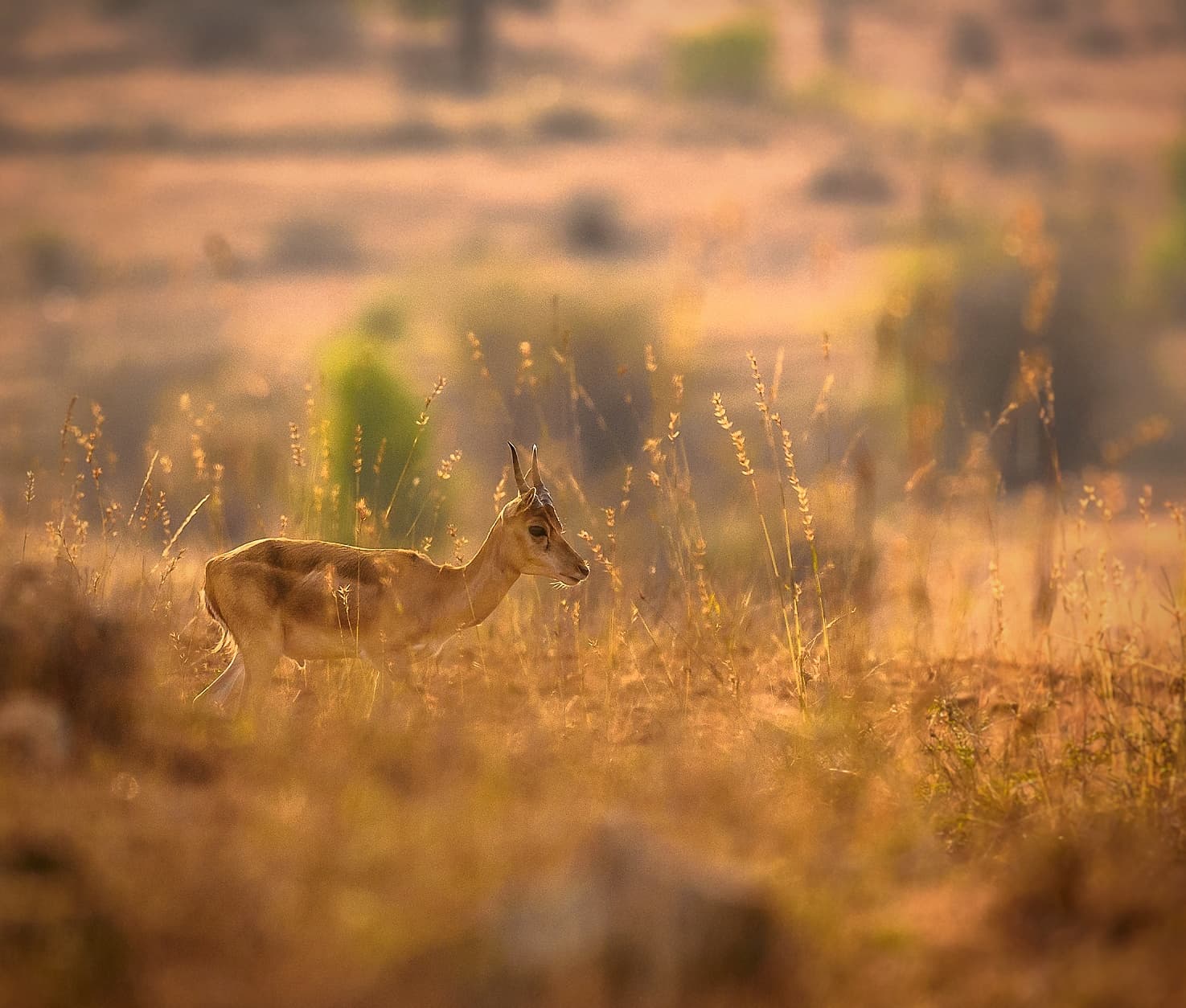 A Golden Buck