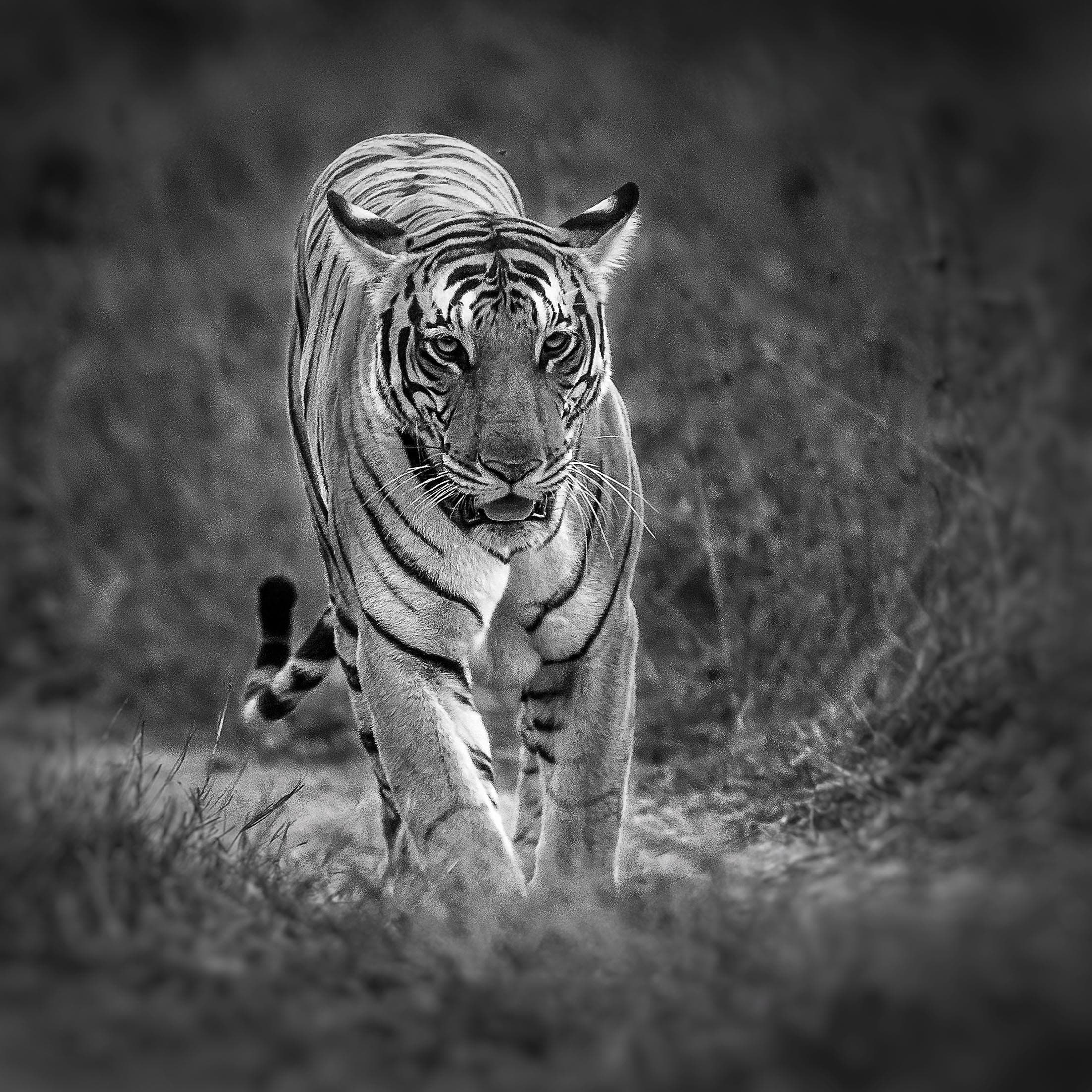 Beast on the Prowl