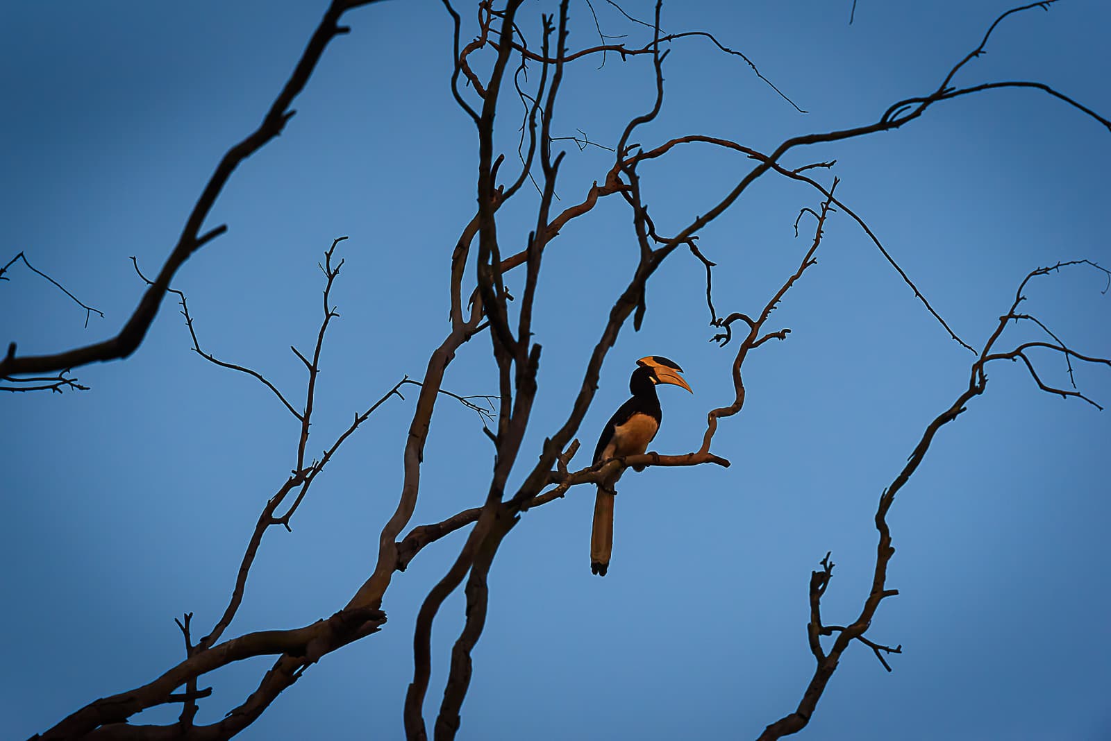 Nature's Portrait