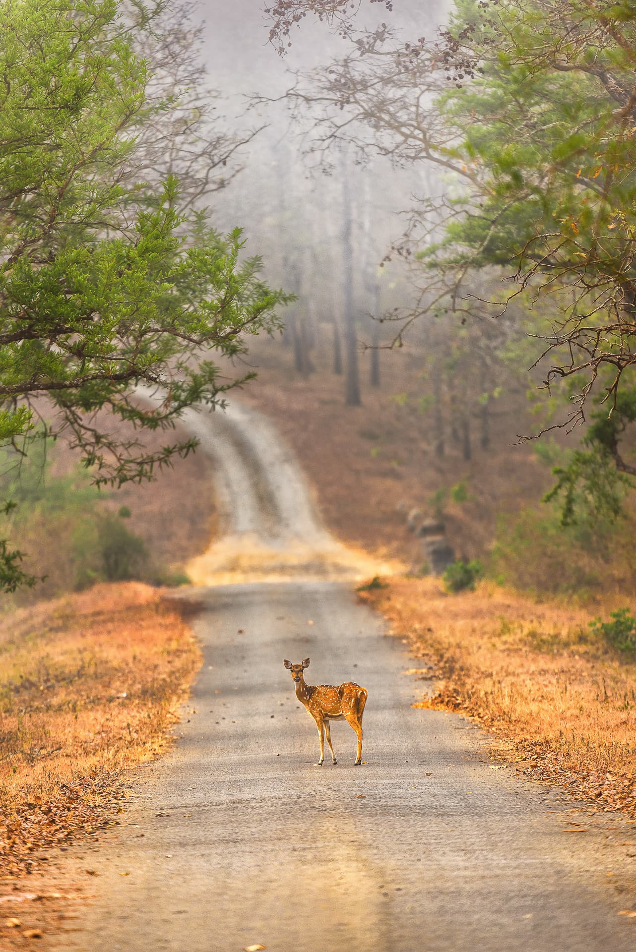 A Road Block - In the Wild