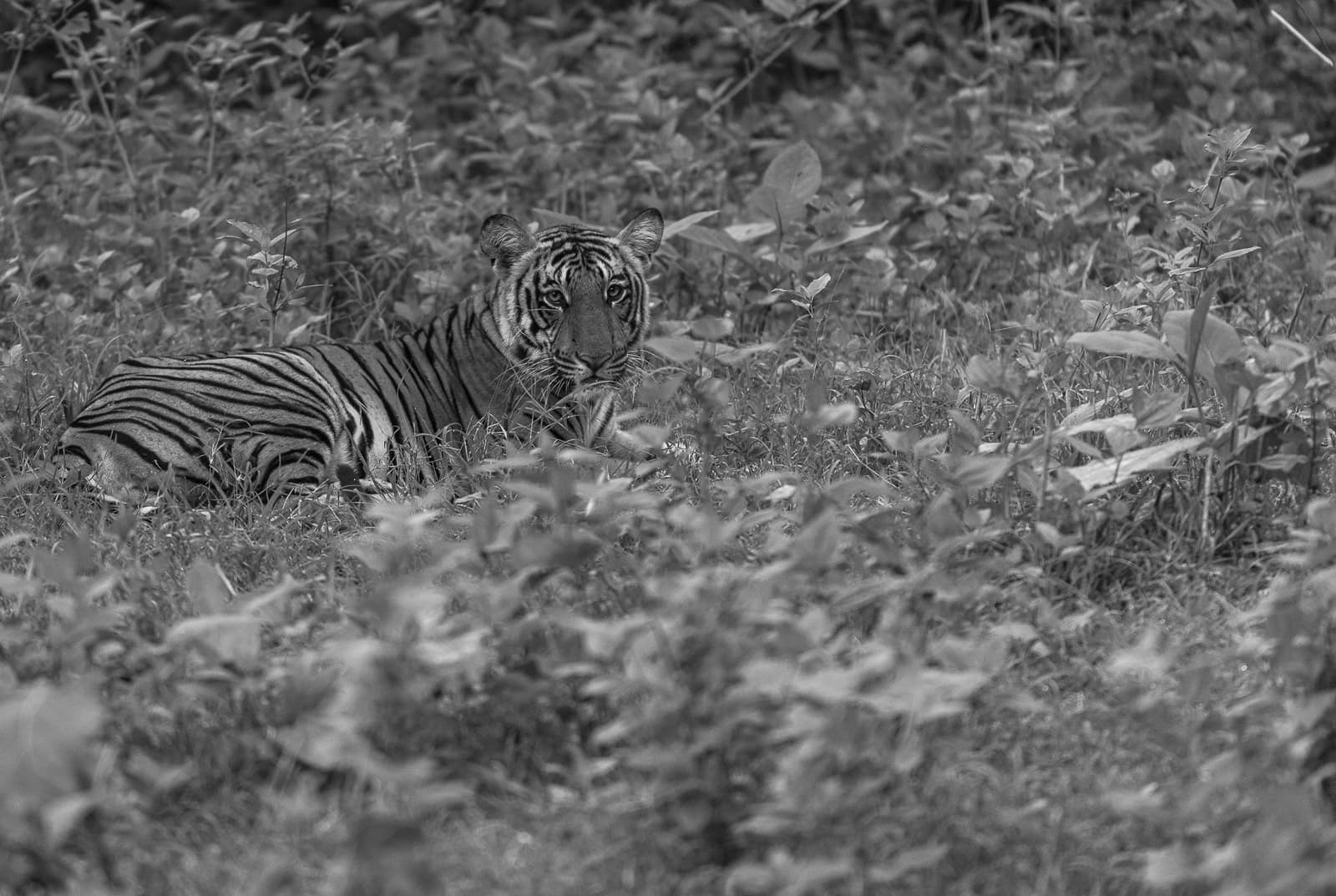 Serene Wildlife Moment