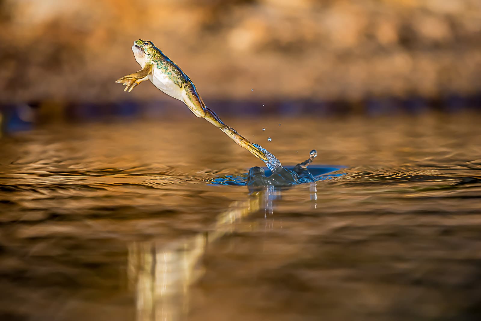 A leap of Faith