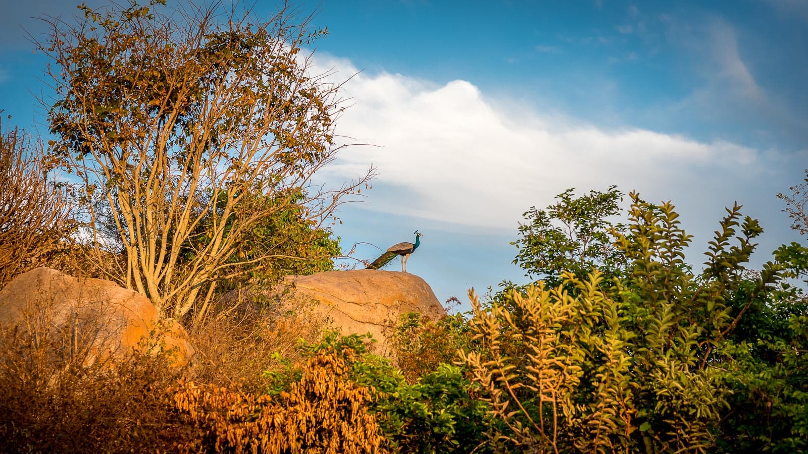 Mountain Wildlife Vista