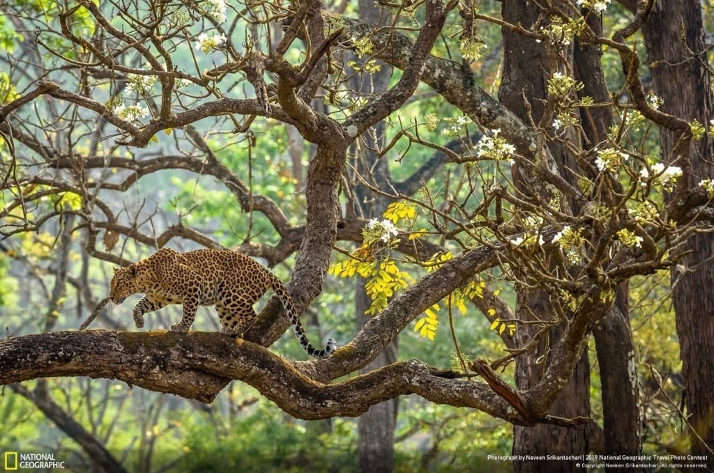 National Geographic Publication